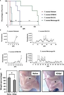 Tipping the balance between erythroid cell differentiation and induction of anemia in response to the inflammatory pathology associated with chronic trypanosome infections